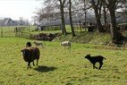 Schapen en lammetjes bij Wijckel